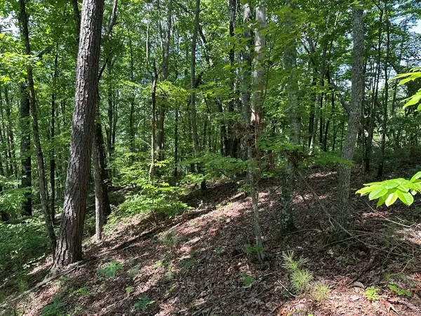 Ellijay, GA 30540,12.34 Ac Tranquility Cove Road