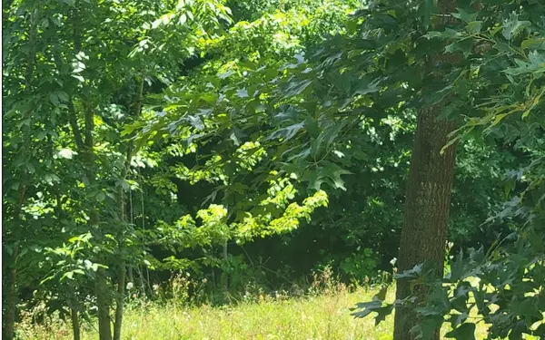 Warne, NC 28909,24 Mountain Knoll Lane