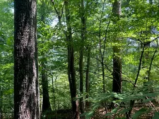 Ranger, GA 30734,LT 797 Woodbine Lane