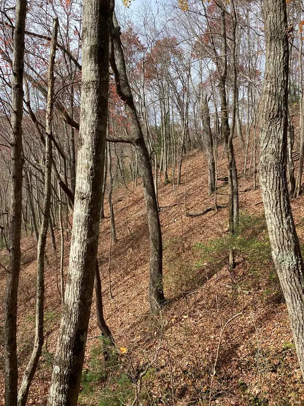 Ellijay, GA 30540,L334 335 Brushy Top Drive