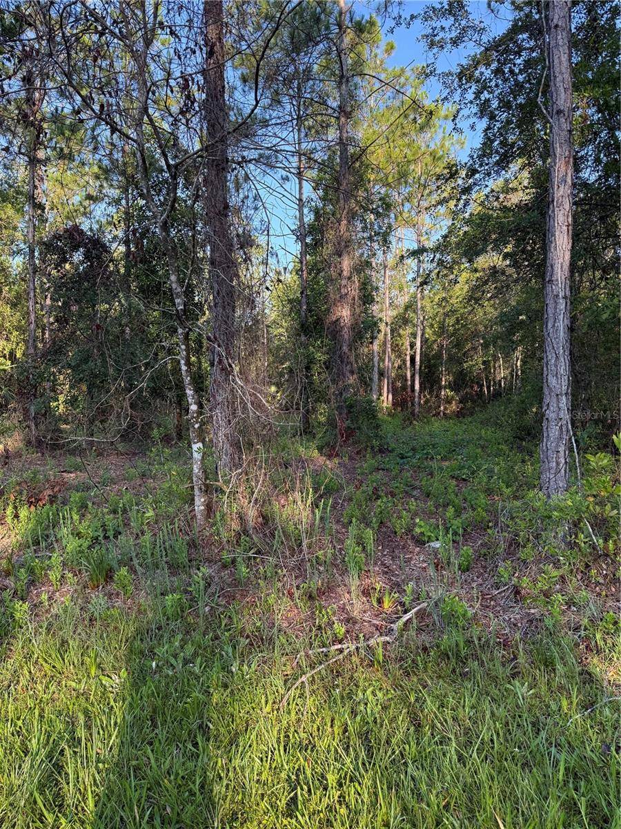2366 DOGWOOD ST, Bunnell, FL 32110