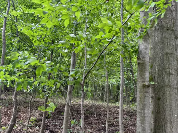 South Boardman, MI 49680,4935 Woodman RD Road