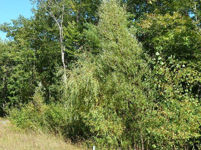 Alpena, MI 49707,2208 Sommerset DR Drive