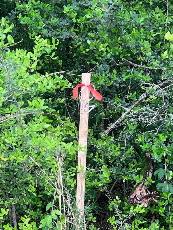 Normangee, TX 77871,TBD Clydesdale DR