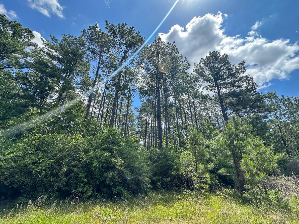 Groveton, TX 75845,45 Easement Access