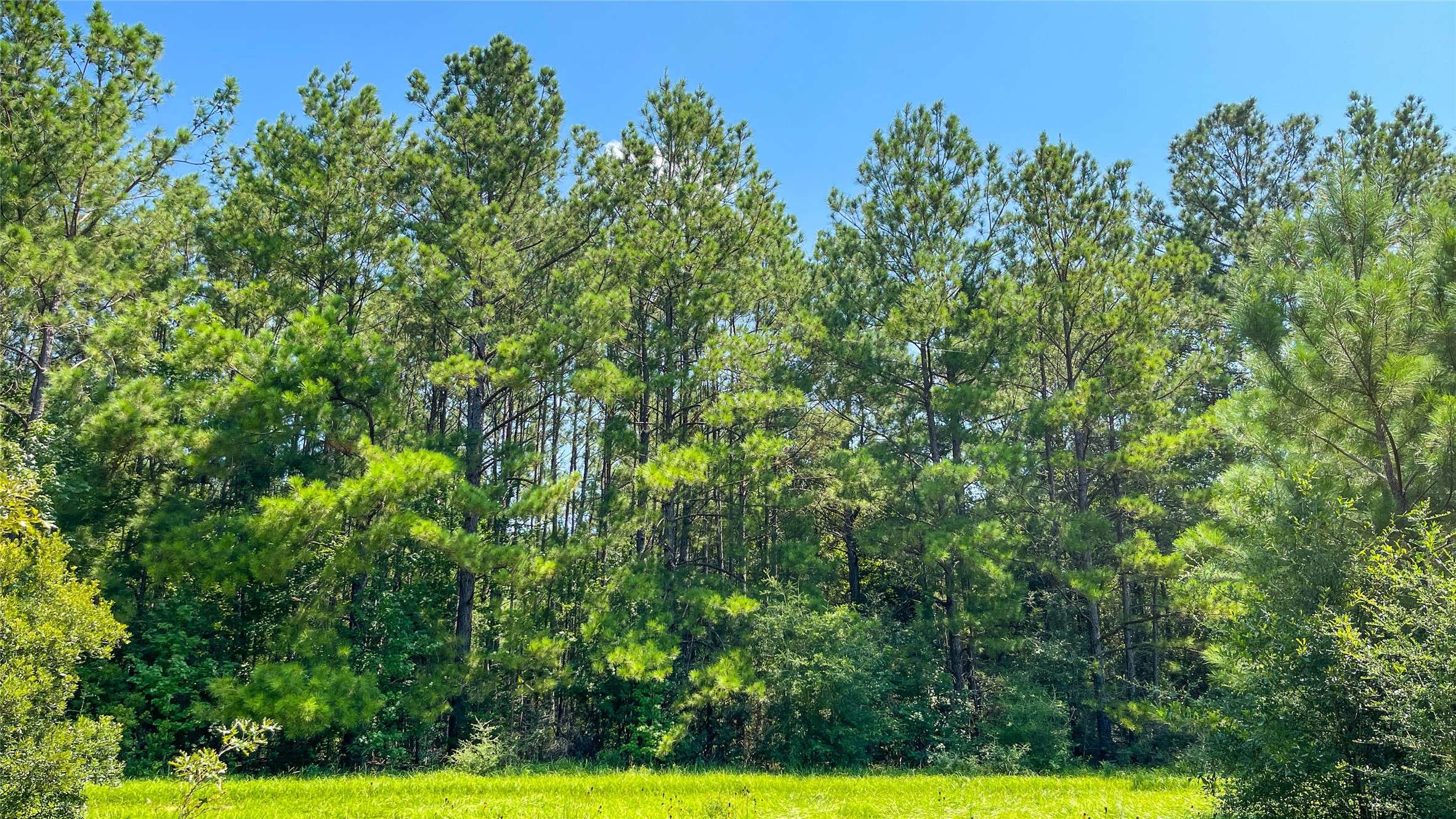 1 TBD County Road 3064, Kirbyville, TX 75966