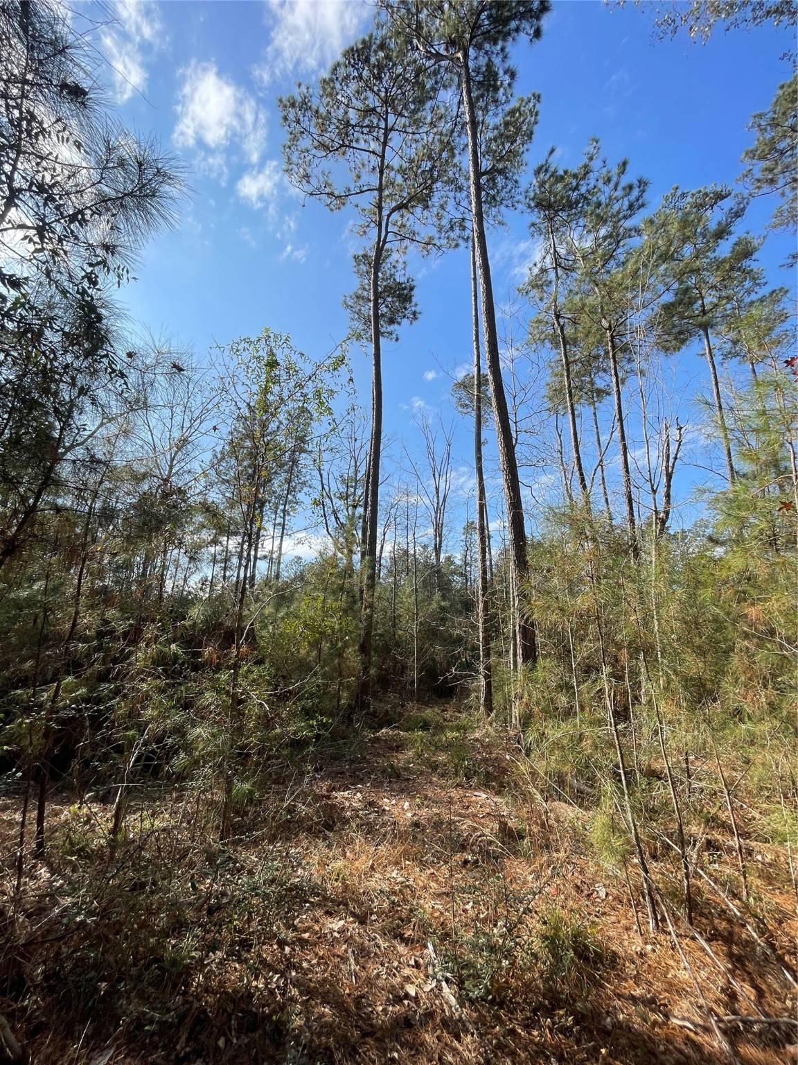 Willis, TX 77378,10733 Ruger RD