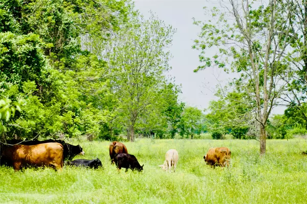 Hempstead, TX 77445,TBD Addie Gee RD