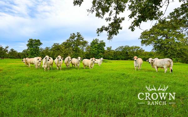 TBD FM 908 - 657 acres, Caldwell, TX 77836