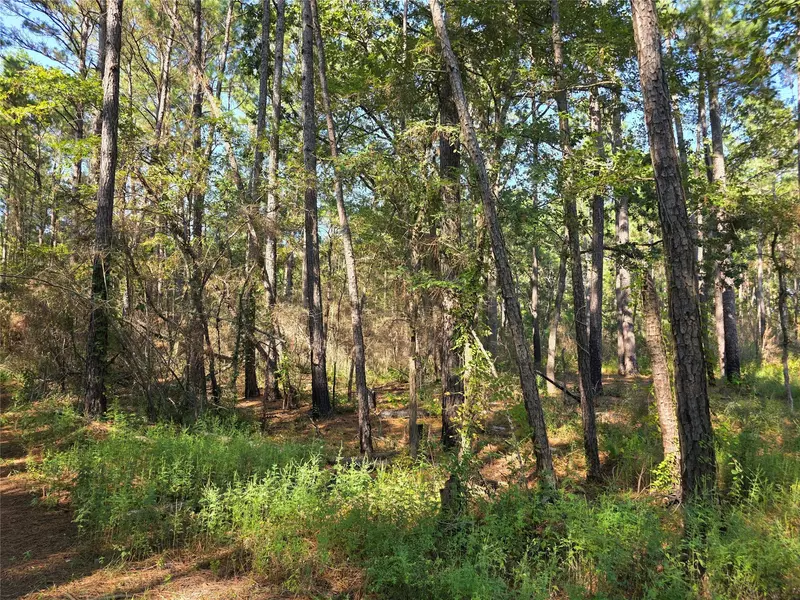 0 Sweetleaf LN, Plantersville, TX 77363