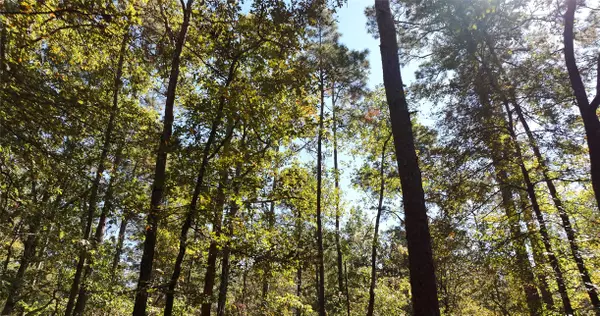 Montgomery, TX 77356,000 tbd Parrish Trail