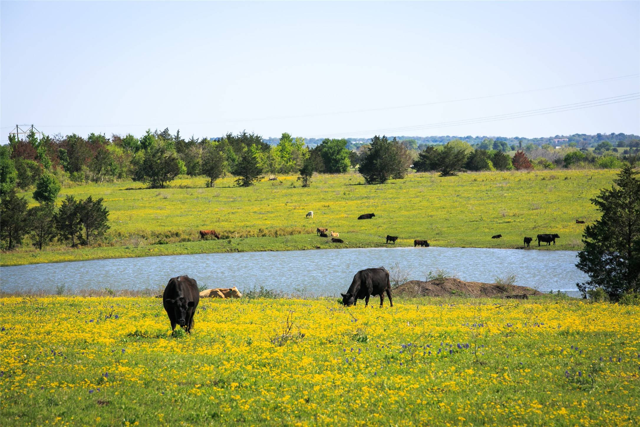 187 Acres Chadwick Hogan Road, Chappell Hill, TX 77426