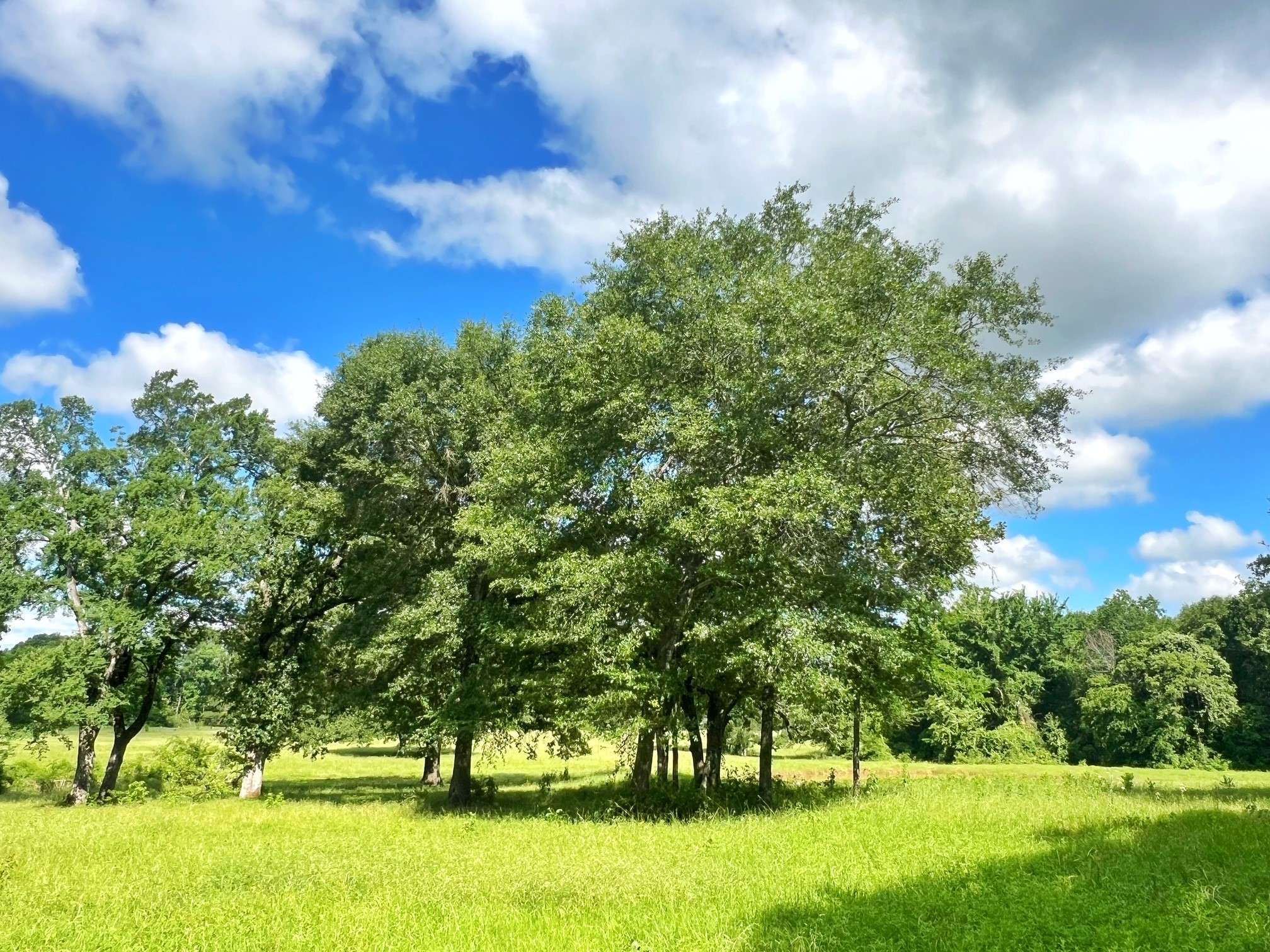 Fairfield, TX 75840,60 acres CR 1080