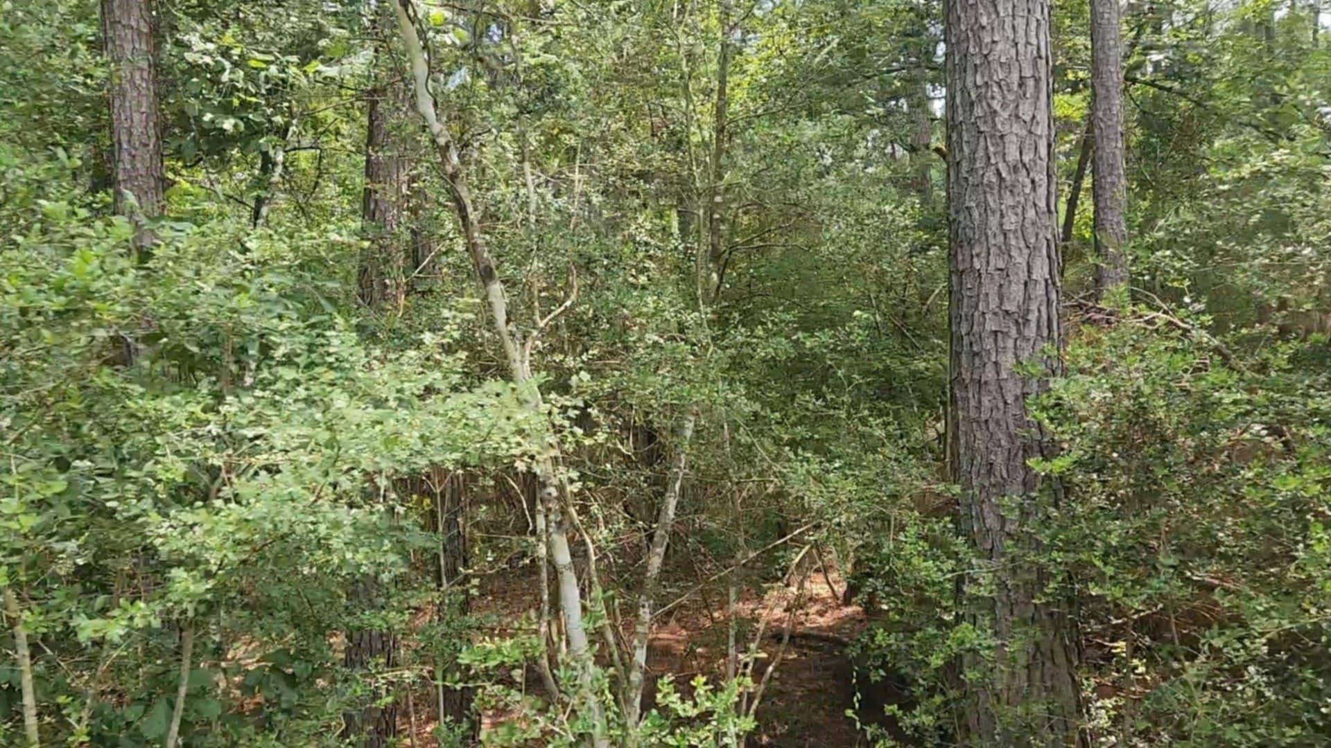 Plantersville, TX 77363,Lot 6 Cherry Tree LN