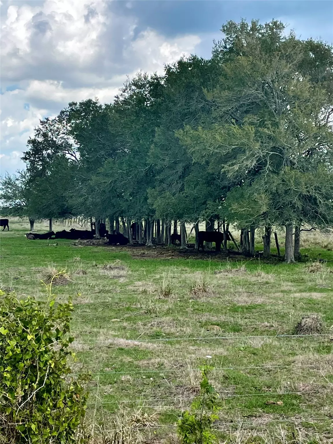 East Bernard, TX 77435,Lot 17 County Road 274