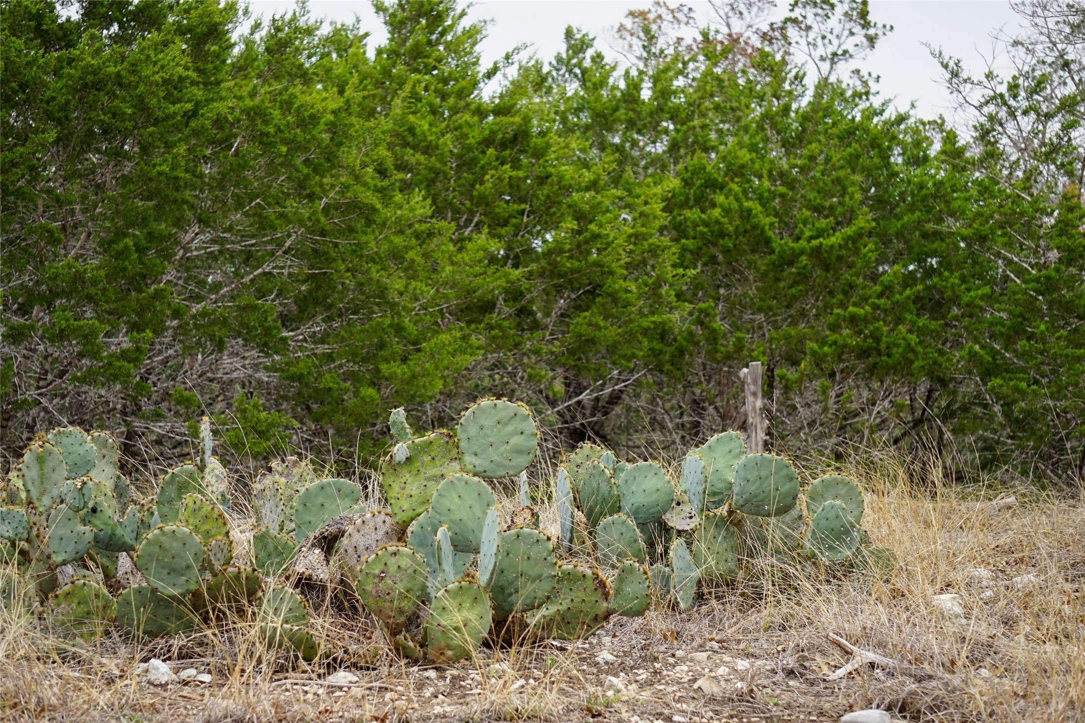 Kerrville, TX 78028,1450 Primrose