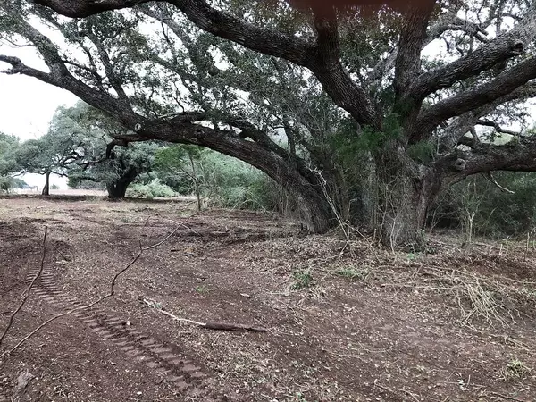 Schulenburg, TX 78956,TBD Holub RD