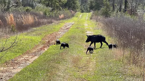Marshall, TX 75672,TBD Billy Ray Rd