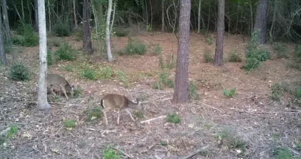 Bon Wier, TX 75928,0 FM 1416