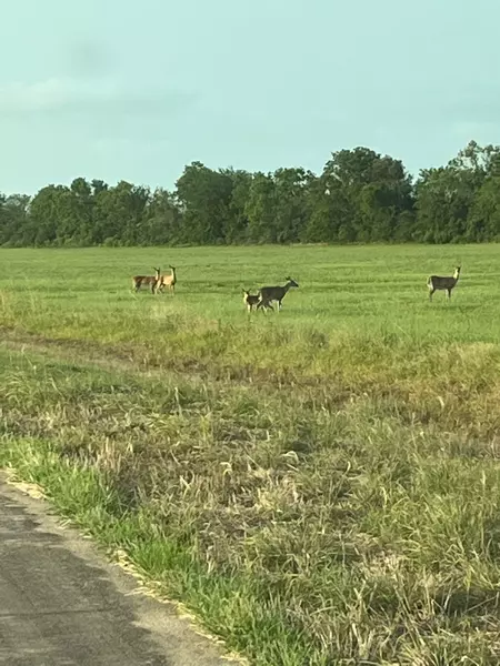 178 Brahman TRL, Angleton, TX 77515
