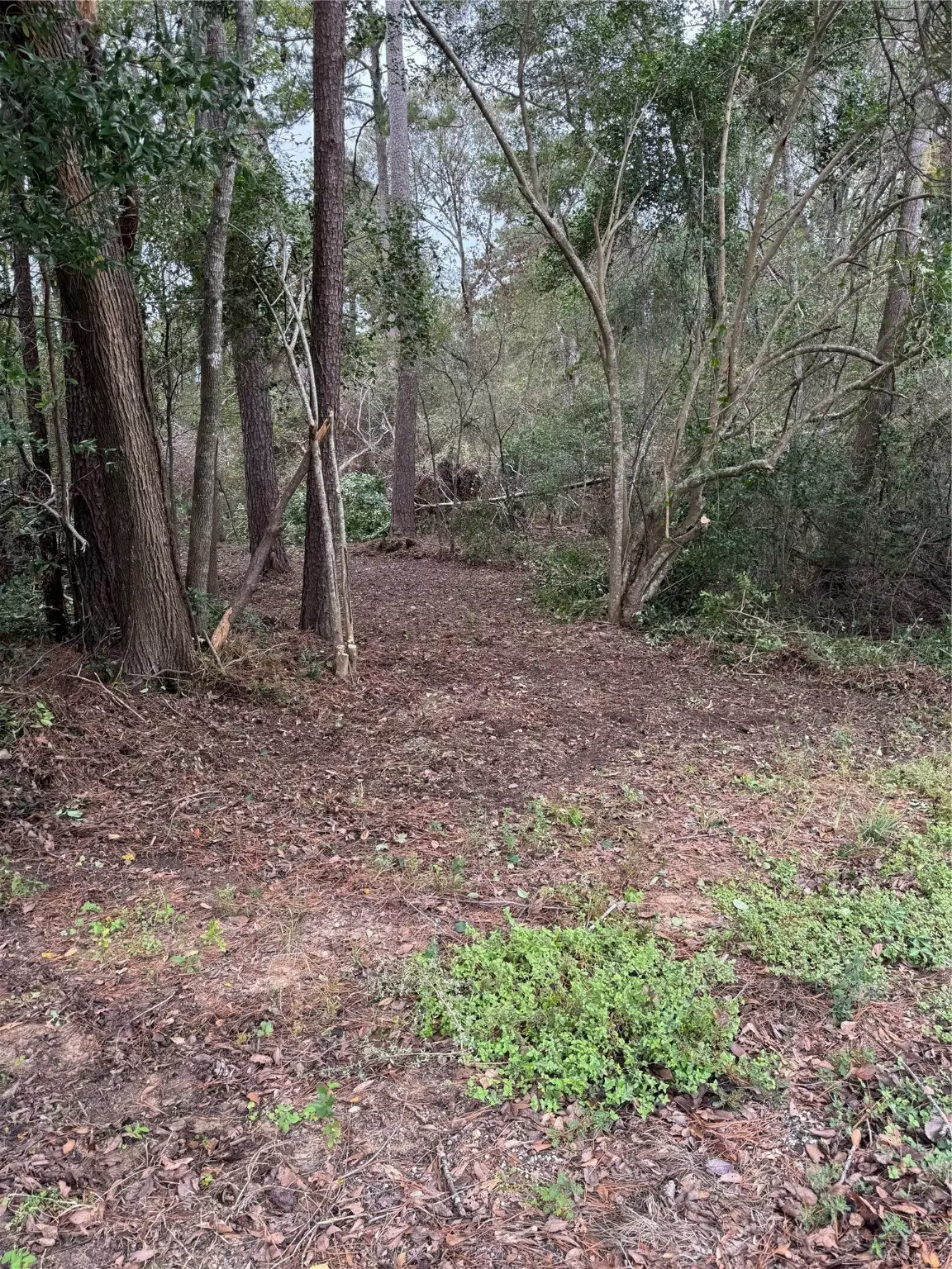 Roman Forest, TX 77357,1611 ATHENS DR