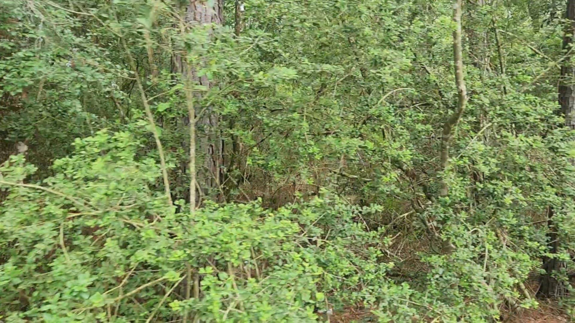 Plantersville, TX 77363,Lot 7 Cherry Tree LN