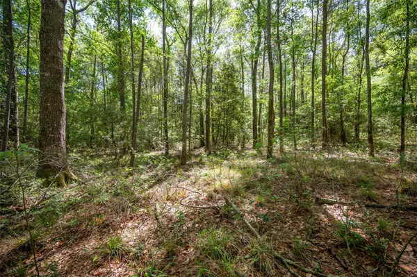Village Mills, TX 77663,tbd Hoffman LOOP