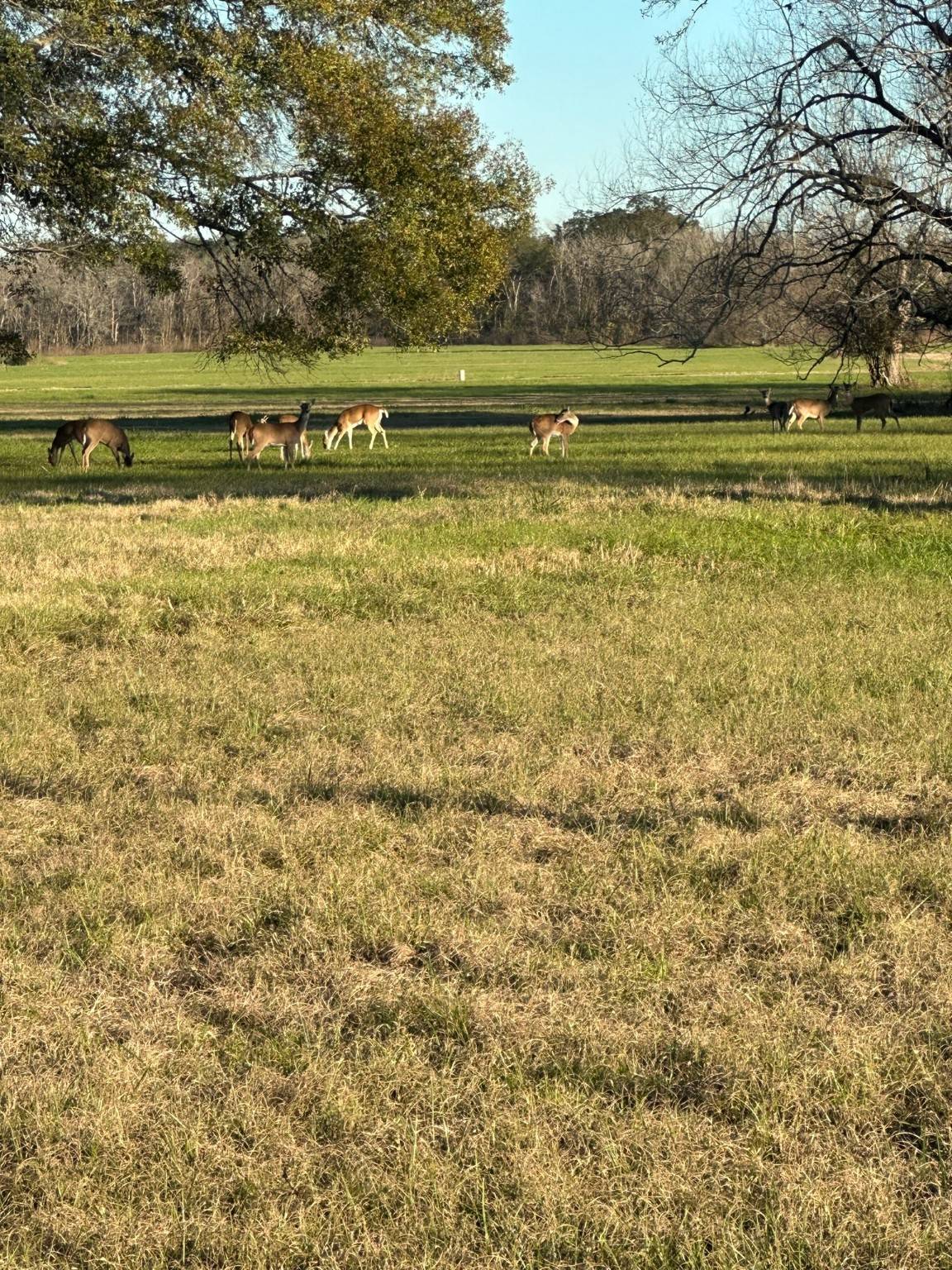 Angleton, TX 77515,331 Green Pasture CT