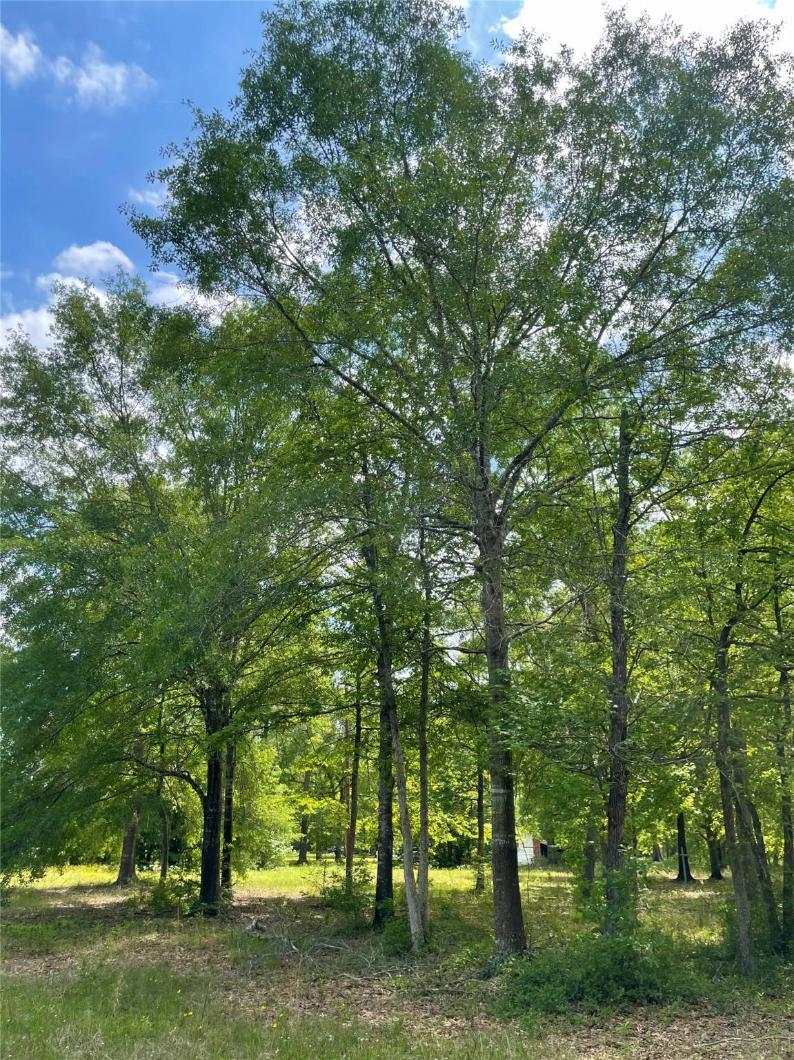 11430 Amber Park DR,  Conroe,  TX 77303