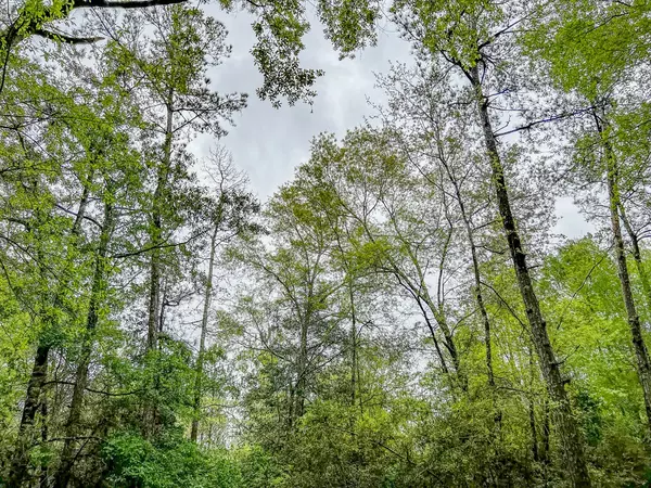 Kountze, TX 77625,0 Bragg Road