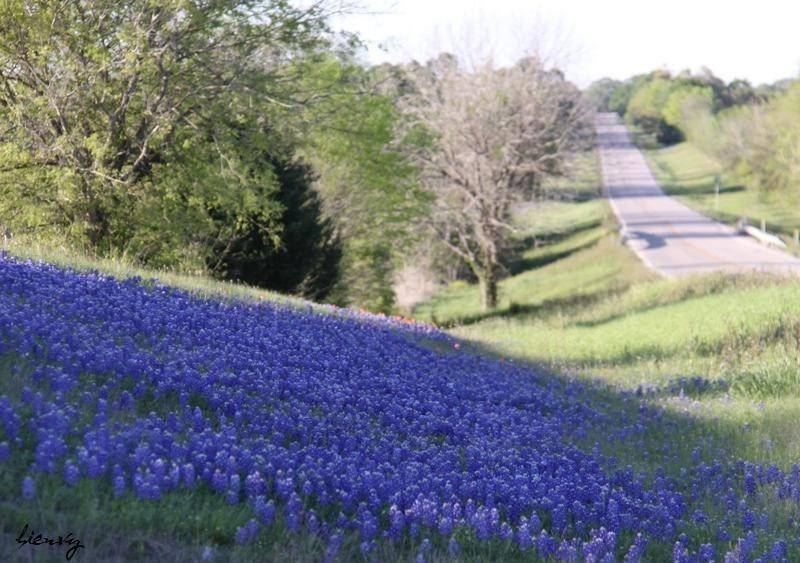 8655 Fm-2447,  Chappell Hill,  TX 77426