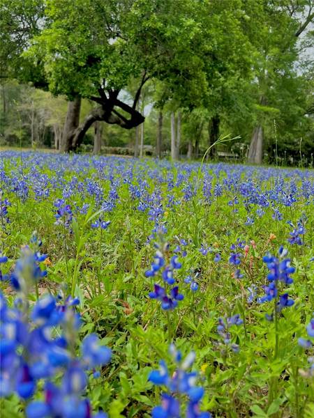 1011 N Nellius ST, Woodville, TX 75979