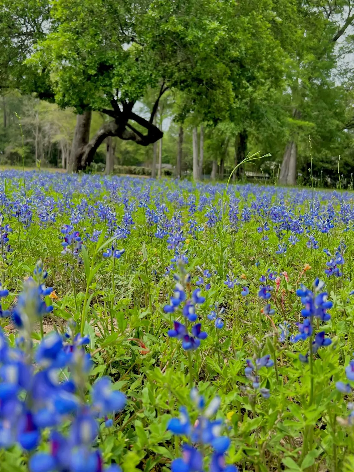 Woodville, TX 75979,1011 N Nellius ST