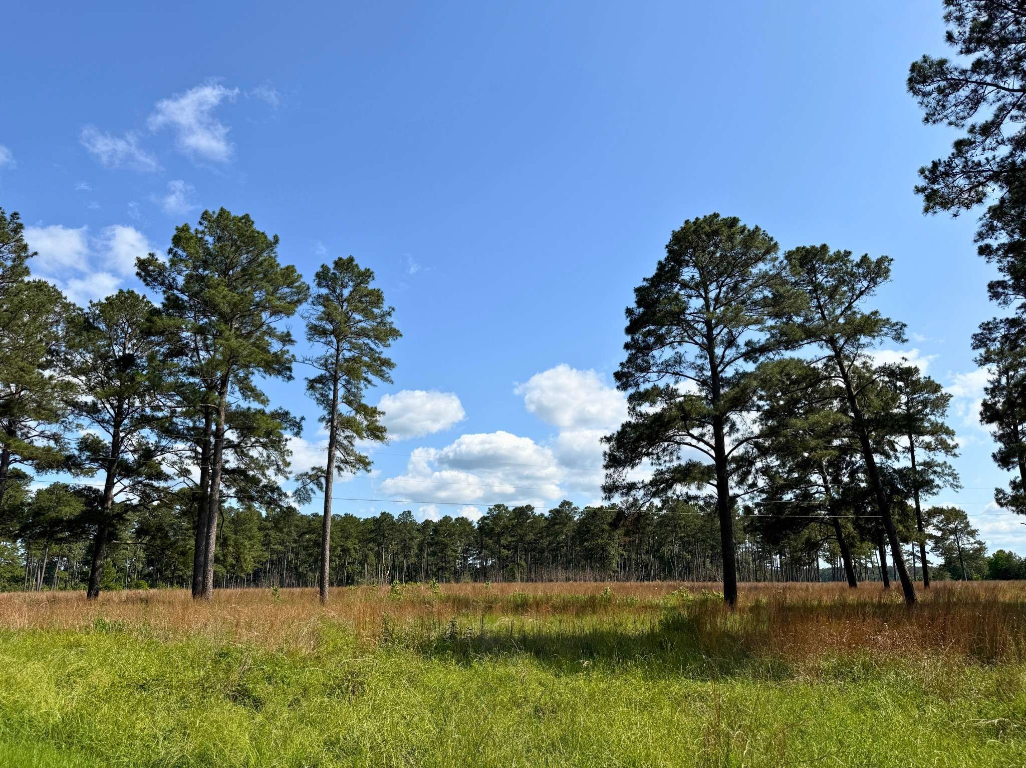 Richards, TX 77873,0 FM 1791