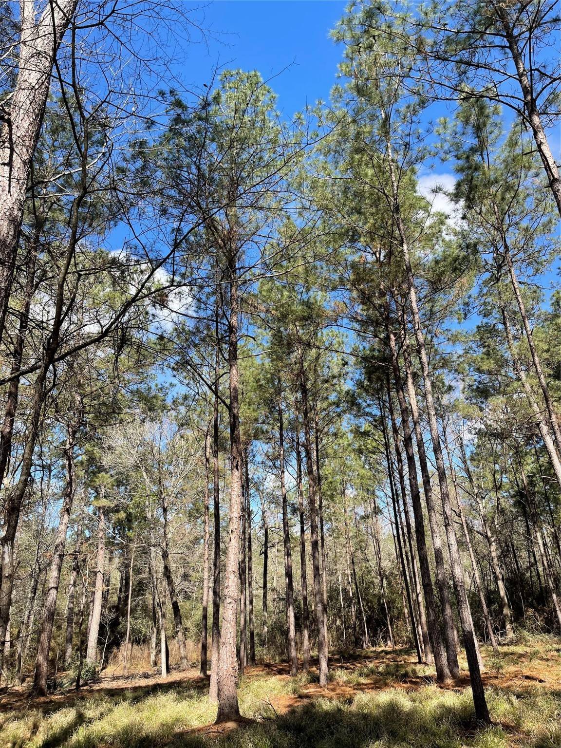 Huntsville, TX 77340,TBD Dedication TRL