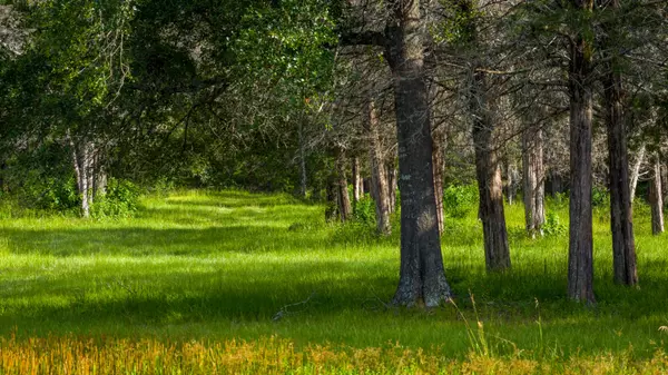Bryan, TX 77808,+/-323 ac Ferrill Creek RD