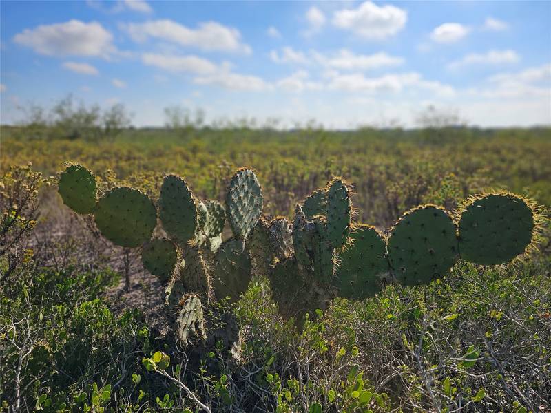 0 San Jose Ranch RD, San Benito, TX 78586