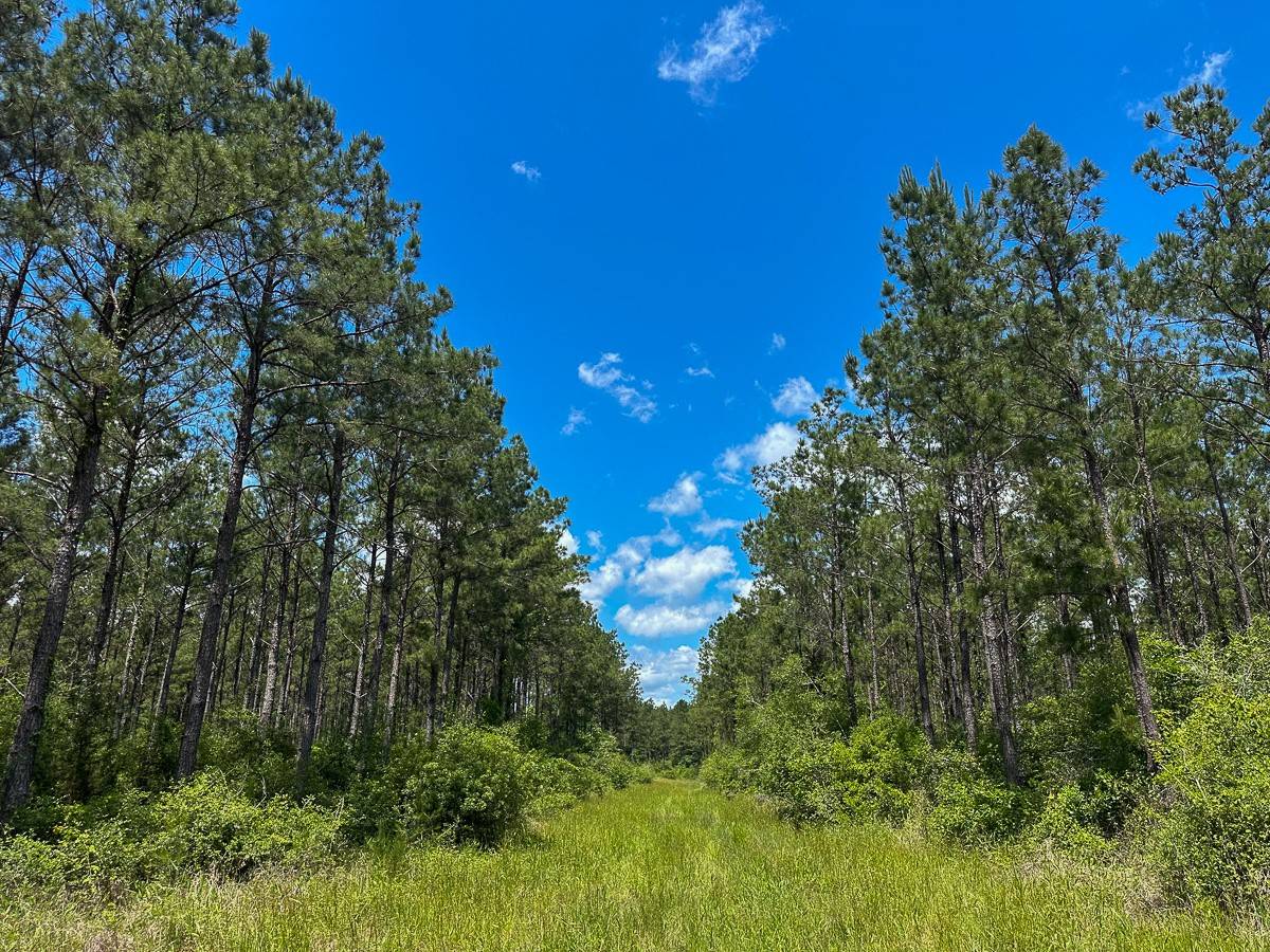 Groveton, TX 75845,49 Easement Access