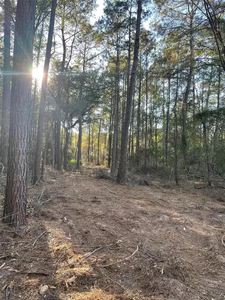 0 HACKBERRRY DR, Plantersville, TX 77363