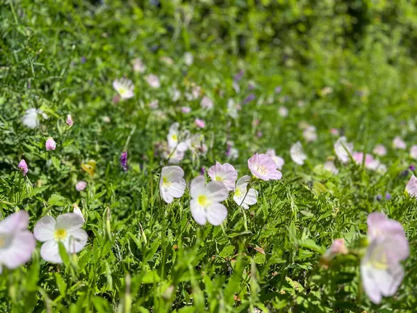 Lovelady, TX 75851,0 CR 3630