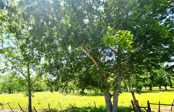 Boling, TX 77420,0 CR 153