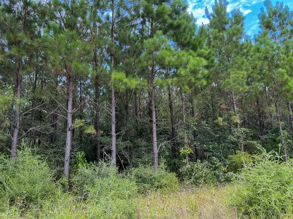 Groveton, TX 75845,38 Highway 94 RD