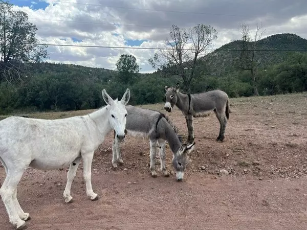 Fort Davis, TX 79734,103 Remington Ridge