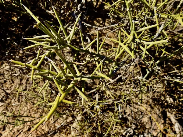 Terlingua, TX 79852,8623 Starry Night
