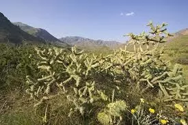 Presidio, TX 79845,TBD Ayala de Chinati Rd