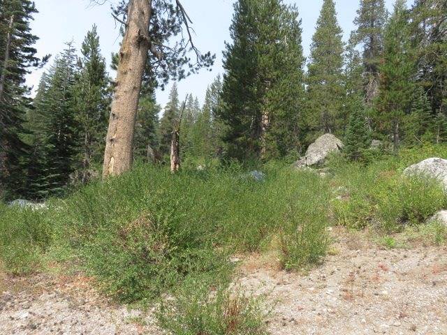 10053 Hill Road, Soda Springs, CA 95728