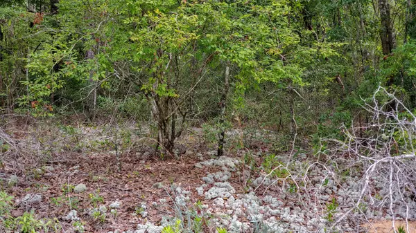 Chipley, FL 32428,Lot 26 Shenandoah Blvd.