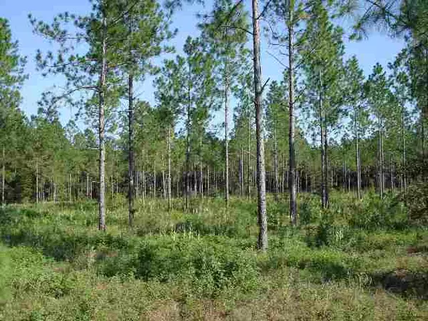 Lot 73 NE Jasmine Terrace #8, Lee, FL 32059