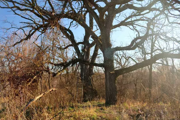 Blanchardville, WI 53516,247 Acres Hay Hollow Rd