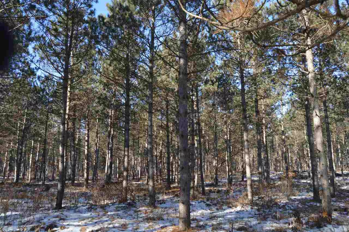 Nekoosa, WI 54457,34 Ac County Road D